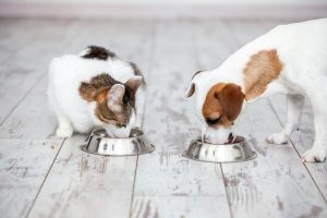 dog and cat eating from bowls 