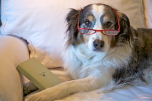 Older dog with reading glasses