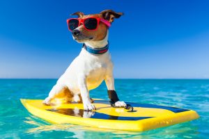 dog surfing in Californa