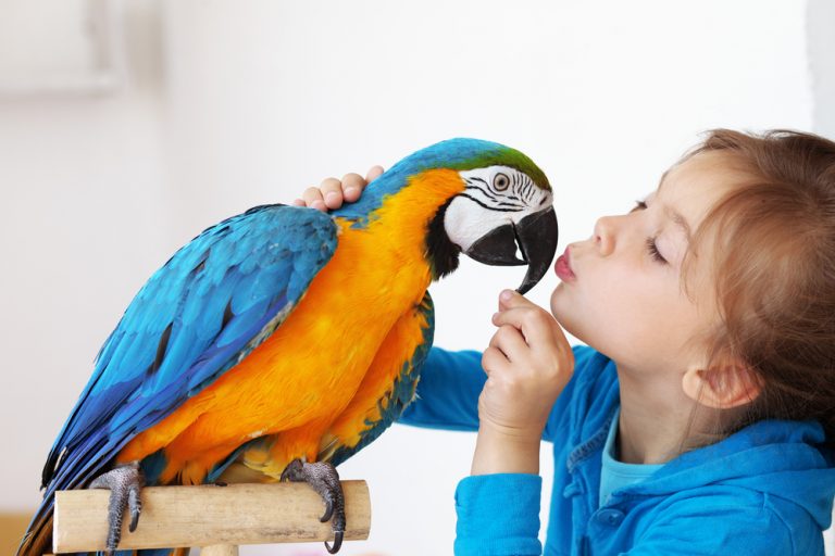 Exotic Pet Insurance Plans Compare Plans For Birds Exotic Pets
