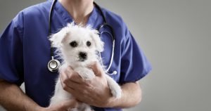 vet holding white terrier with American pet insurance
