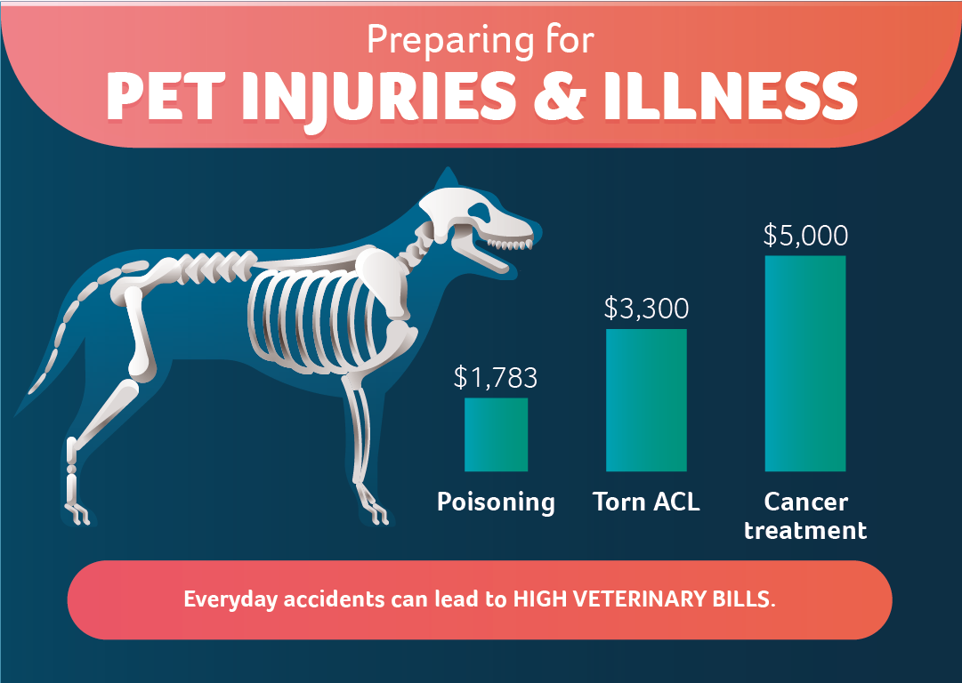 preparing for pet injuries & illness